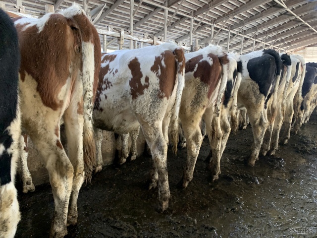 (20 Head) Holstein heifers
